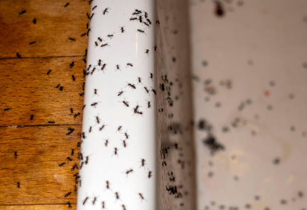 Pest Control for Restaurants in Brooklet, GA
